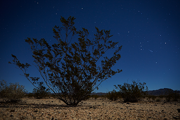 2015-11-23_MojaveRoad_Z2A0241_web600.jpg