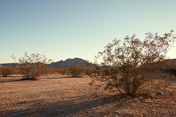 2015-11-23_MojaveRoad_Z2A9662_web600.jpg