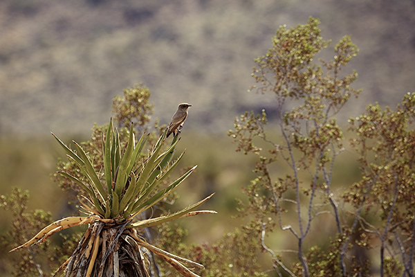 2016-02-28_Joshua_Tree_Z2A7665_web600.jpg