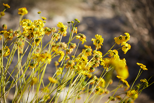 2016-02-28_Joshua_Tree_Z2A7721_web600.jpg